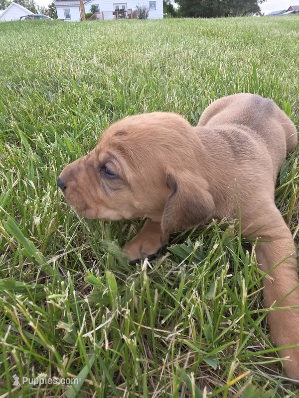 Stan – Plott, Labrador Retriever puppy for sale in Sanborn, IA