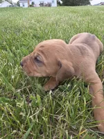 Stan, a male Plott and Labrador Retriever for sale in Sanborn, IA – 1 of 8