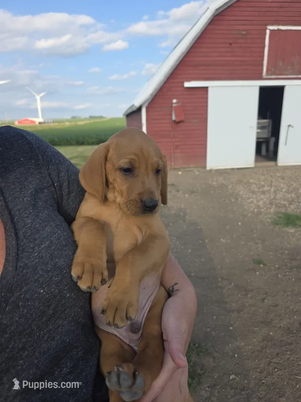 Stan – Plott, Labrador Retriever puppy for sale in Sanborn, IA