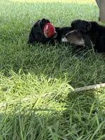 Hoss, a male Treeing Walker Coonhound and Labrador Retriever for sale in Sanborn, IA – 3 of 4