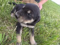 Holly, a female Plott and Labrador Retriever for sale in Sanborn, IA – 1 of 3