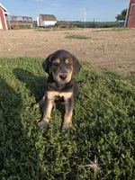 Willy, a male Plott and Labrador Retriever for sale in Sanborn, IA – 2 of 6