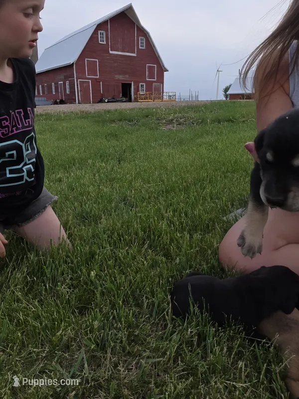 Lilly – Plott, Labrador Retriever puppy for sale in Sanborn, IA