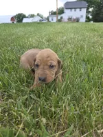 Stan, a male Plott and Labrador Retriever for sale in Sanborn, IA – 3 of 8