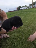 Babe, a male Plott and Labrador Retriever for sale in Sanborn, IA – 6 of 7