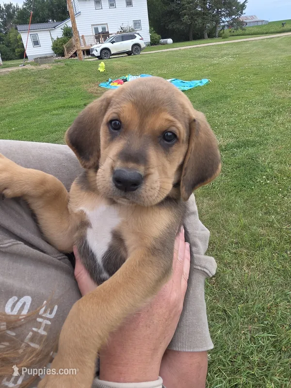 Hoss – Plott, Labrador Retriever puppy for sale in Sanborn, IA