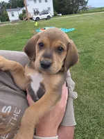 Hoss, a male Plott and Labrador Retriever for sale in Sanborn, IA – 1 of 3