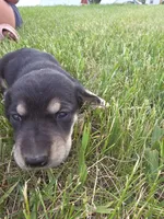 Lilly, a female Plott and Labrador Retriever for sale in Sanborn, IA – 3 of 5