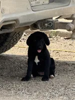 Twinkle Toes, a female Treeing Walker Coonhound and Labrador Retriever for sale in Sanborn, IA – 7 of 8