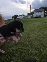 Lilly, a female Plott and Labrador Retriever for sale in Sanborn, IA – 4 of 5
