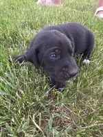 Sally, a male Treeing Walker Coonhound and Labrador Retriever for sale in Sanborn, IA – 1 of 4