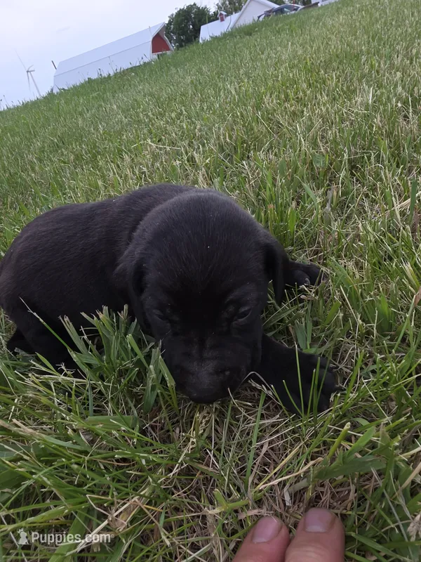 Sarina – Plott, Labrador Retriever puppy for sale in Sanborn, IA