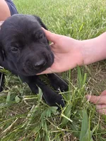 Ann, a female Treeing Walker Coonhound and Labrador Retriever for sale in Sanborn, IA – 2 of 3