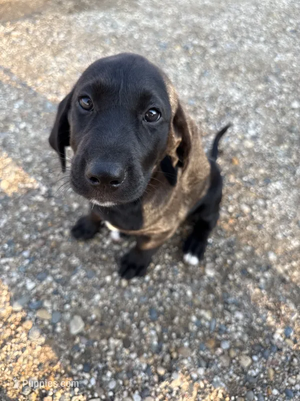 Twinkle Toes – Treeing Walker Coonhound, Labrador Retriever puppy for sale in Sanborn, IA