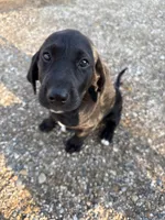 Twinkle Toes, a female Treeing Walker Coonhound and Labrador Retriever for sale in Sanborn, IA – 1 of 8