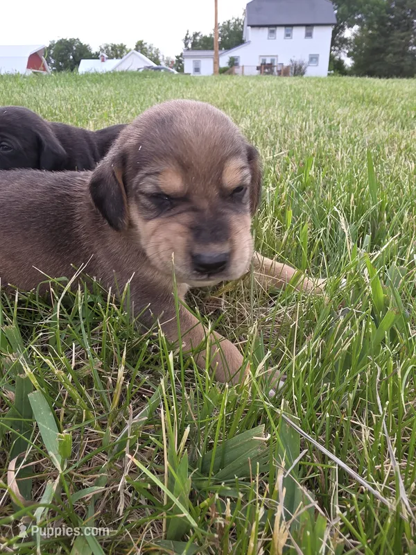 Bob – Plott, Labrador Retriever puppy for sale in Sanborn, IA