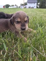 Bob, a male Plott and Labrador Retriever for sale in Sanborn, IA – 7 of 7