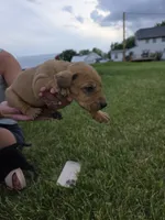 Stan, a male Plott and Labrador Retriever for sale in Sanborn, IA – 4 of 8