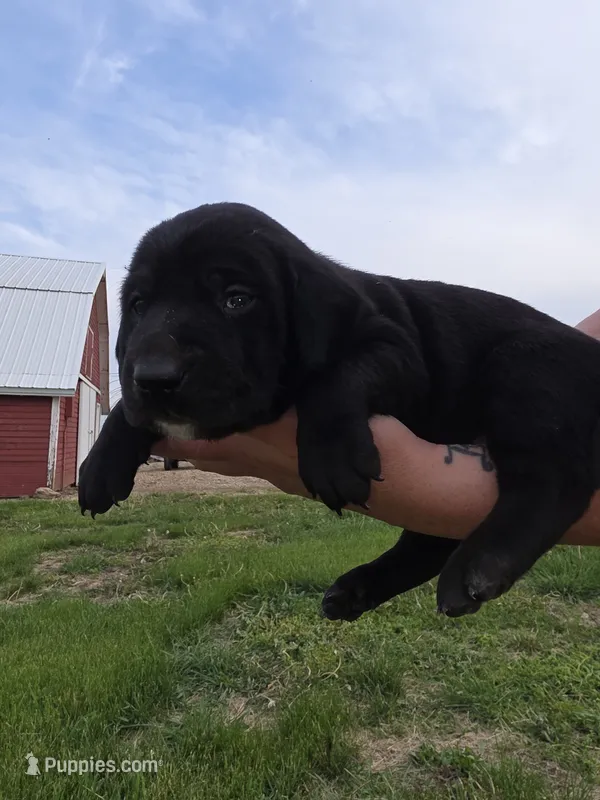Bruce – Treeing Walker Coonhound, Labrador Retriever puppy for sale in Sanborn, IA