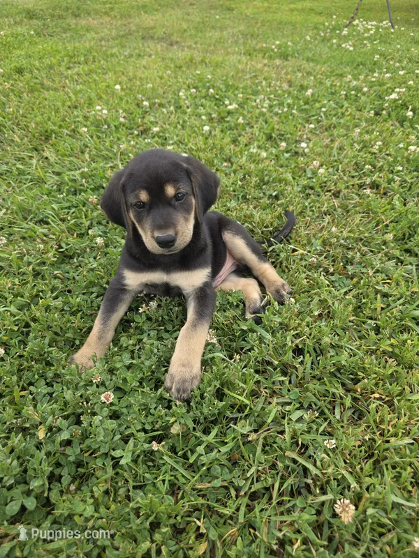 Lilly – Plott, Labrador Retriever puppy for sale in Sanborn, IA