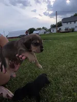 Bob, a male Plott and Labrador Retriever for sale in Sanborn, IA – 4 of 7