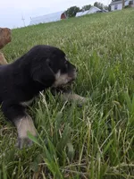 Holly, a female Plott and Labrador Retriever for sale in Sanborn, IA – 3 of 3
