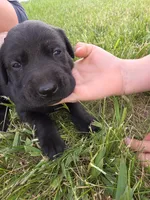 Babe, a male Plott and Labrador Retriever for sale in Sanborn, IA – 2 of 7