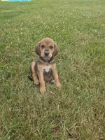 Hoss, a male Plott and Labrador Retriever for sale in Sanborn, IA – 2 of 3