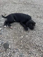 Twinkle Toes, a female Treeing Walker Coonhound and Labrador Retriever for sale in Sanborn, IA – 5 of 8