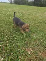 Hoss, a male Plott and Labrador Retriever for sale in Sanborn, IA – 3 of 3