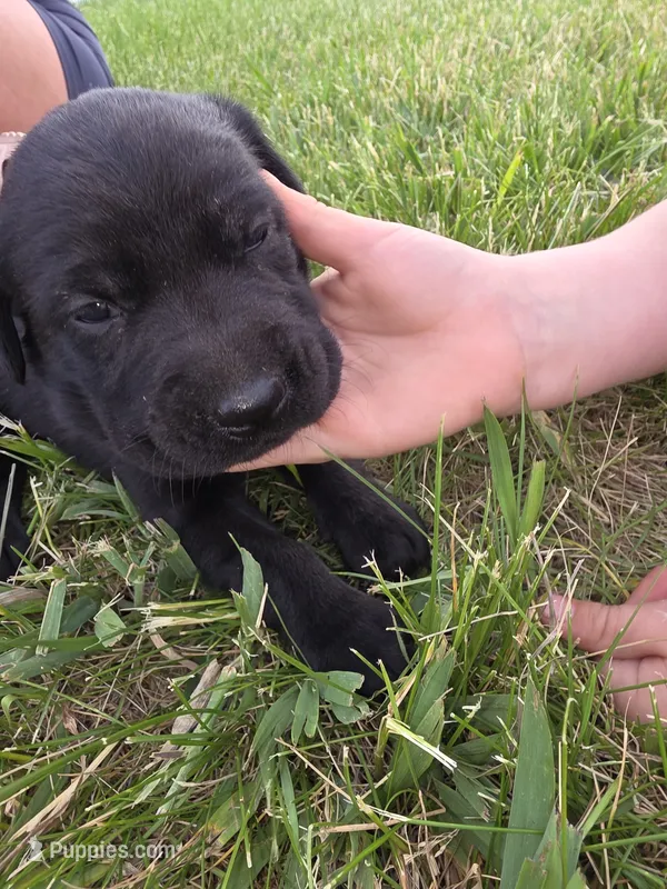 Babe – Plott, Labrador Retriever puppy for sale in Sanborn, IA