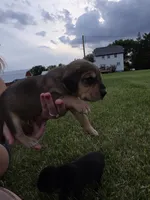 Bob, a male Plott and Labrador Retriever for sale in Sanborn, IA – 1 of 7