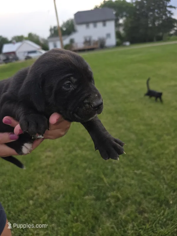 Ann – Treeing Walker Coonhound, Labrador Retriever puppy for sale in Sanborn, IA