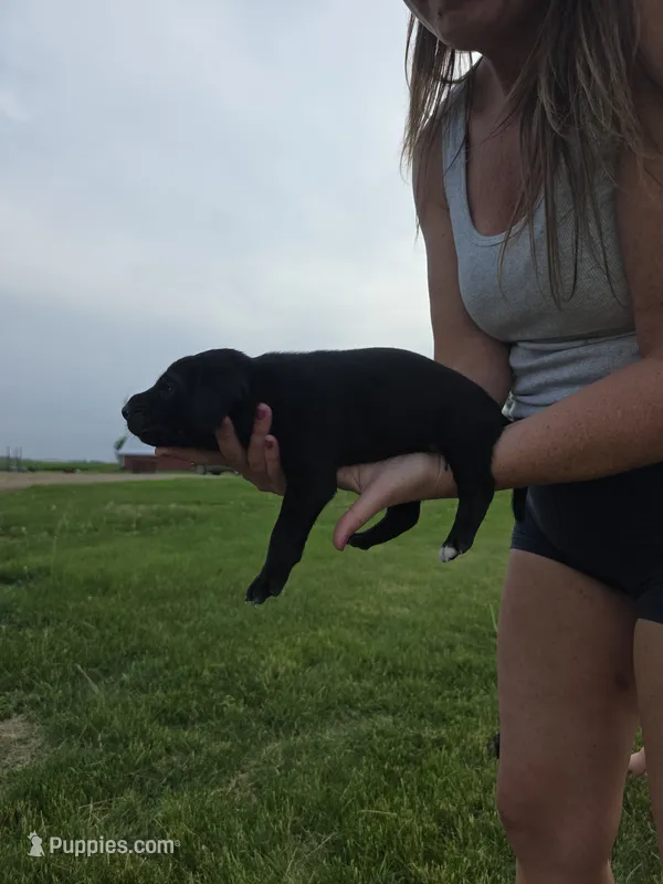 Sally – Treeing Walker Coonhound, Labrador Retriever puppy for sale in Sanborn, IA