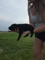 Sally, a male Treeing Walker Coonhound and Labrador Retriever for sale in Sanborn, IA – 1 of 3