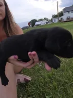 Babe, a male Plott and Labrador Retriever for sale in Sanborn, IA – 3 of 7