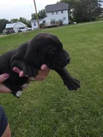 Babe, a male Plott and Labrador Retriever for sale in Sanborn, IA – 7 of 7