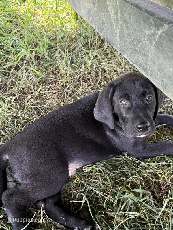 Hoss – Treeing Walker Coonhound, Labrador Retriever puppy for sale in Sanborn, IA