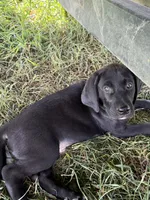 Hoss, a male Treeing Walker Coonhound and Labrador Retriever for sale in Sanborn, IA – 1 of 4