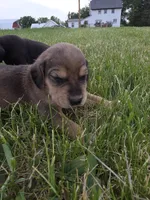Bob, a male Plott and Labrador Retriever for sale in Sanborn, IA – 6 of 7
