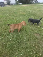 Red, a male Plott and Labrador Retriever for sale in Sanborn, IA – 8 of 8