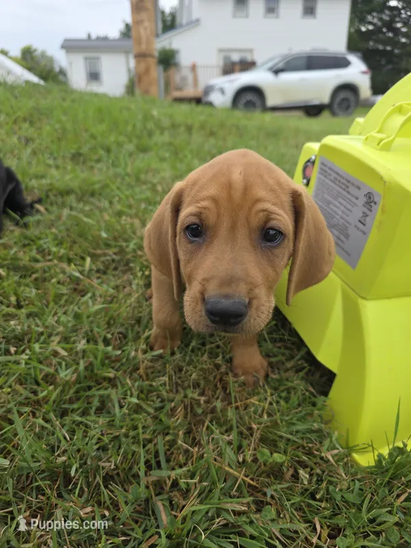 Stan – Plott, Labrador Retriever puppy for sale in Sanborn, IA