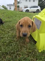 Red, a male Plott and Labrador Retriever for sale in Sanborn, IA – 2 of 8