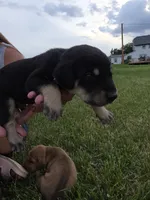 Holly, a female Plott and Labrador Retriever for sale in Sanborn, IA – 2 of 3