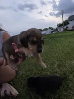 Bob, a male Plott and Labrador Retriever for sale in Sanborn, IA – 2 of 7