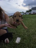 Stan, a male Plott and Labrador Retriever for sale in Sanborn, IA – 5 of 8