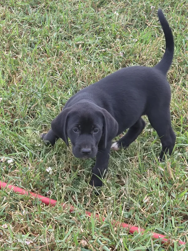 Jean – Treeing Walker Coonhound, Labrador Retriever puppy for sale in Sanborn, IA