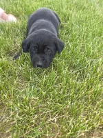 Sally, a male Treeing Walker Coonhound and Labrador Retriever for sale in Sanborn, IA – 3 of 3