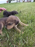 Bob, a male Plott and Labrador Retriever for sale in Sanborn, IA – 5 of 7