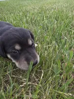 Lilly, a female Plott and Labrador Retriever for sale in Sanborn, IA – 5 of 5